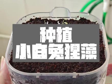小白兔狸藻 小白兔狸藻种植教程来啦!!#小白兔狸藻 #狸藻 #种植教程 #植物 #小白兔
种植盒商家@寸小泽