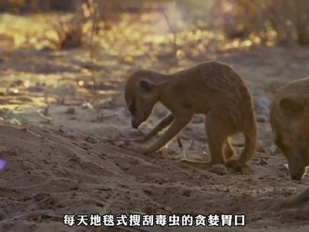 狐獴,中国的第57个民族,深度科普你不知道的知识 #动物世界 #动物科普 #神奇的动物在抖音 #狐獴 #青年创作者成长计划