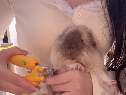 杏鲍菇剪指甲 #荷兰猪剪指甲 #荷兰猪 #荷兰猪新手 #荷兰猪新手攻略 #荷兰猪怎么剪指甲