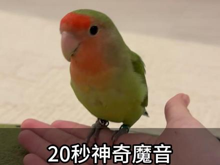 20秒神奇魔音,让鹦鹉主动飞到你手上!#鹦鹉知识 #养鹦鹉