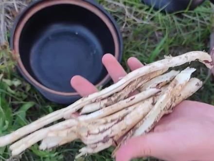 神奇的苦楝树#中药材知识科普 #民间方子 #大医精诚造福黎民百姓