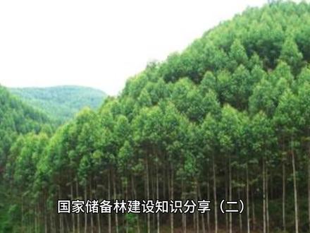 国家储备林建设知识分享(二)之国家储备林建设项目实施方式