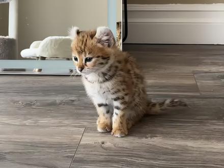 “猫中哈士奇”萨凡纳猫#动物科普 #神奇动物在抖音 #猫咪