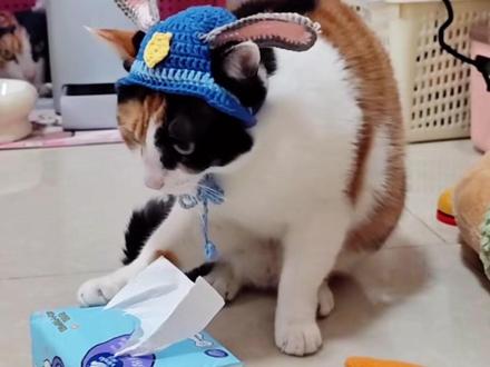 “萝卜纸巾猫”爆火一个月涨粉58万,可爱到上头! “萝卜纸巾挑战”在动物界风靡,不仅家中的小猫、小狗、宠物兔开始挑战“萝卜纸巾认知”,就连动物园的老虎也加入了挑战,还闯入了文旅赛道。
#萝卜纸巾猫咪 #真棒小猫 #萌宠日常 #萝卜纸巾猫咪模仿挑战 #文旅