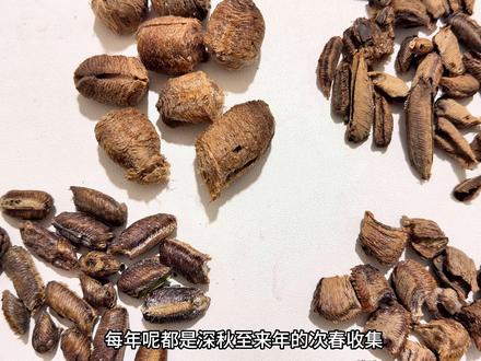 桑螵蛸 深度解读 教你一些你能用到的知识 #桑螵蛸#中药#中医#抖出健康知识宝藏#我的年度健康盘点