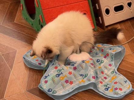 这个五角星猫咪真的太爱玩了#新手养猫#萌宠好物#逗猫玩具#猫咪玩具#逗猫神器
