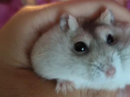 不好意思,我家仓鼠不是荷兰猪#毛茸茸 #猪妞#抽象#荷兰猪的小曲