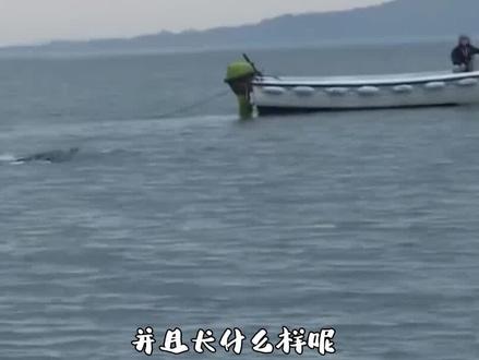 中国第一大内陆湖,青海湖真的有水怪吗? #青海湖 #水怪 #湟鱼