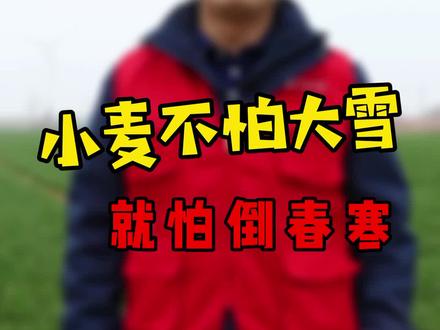 人怕没有💰,麦怕倒春寒。这是什么道理呢?倒春寒来了又要怎么做呢?#三农种植 #小麦 #农业种植