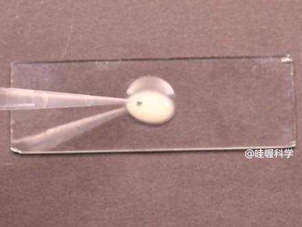 显微镜下的世界《发酵的酵母菌》#科学实验 #科普 #儿童科学实验