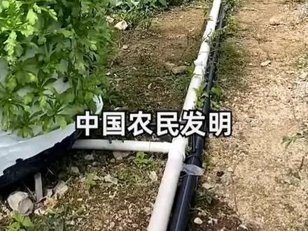 立柱式水培栽培法#农业种植 #抖音助农
