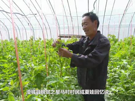 十年蜕变 幸福马村——韩城矿业公司帮扶村澄城县冯原镇马村的十年(陈凤鸣 刘伟 程博 李琼酉 制作)
转眼间,韩城矿业对澄城县冯原镇马村进行帮扶已经走过十个年头,这十年,马村人均年收入从2400元增长到15000元,如今,马村已拥有150座温室大棚产业园区、智能玻璃大棚1座,经济林6000亩,主要发展优质苹果、冬枣、樱桃、花椒和设施果蔬等产业;村经济实体——存储能力4800吨的果蔬冷库,不但能存放本村瓜果蔬菜,还能承揽代储代销业务,年净利润三十万元,村民钱袋子更鼓,村集体家底更殷实,乡村文明气象更新。马村,这个朝气蓬勃的社会主义新农村,正沐浴着党的春风,大踏步走在乡村振兴的康庄大道上!
