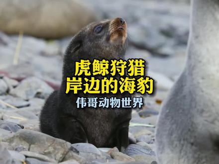 虎鲸在新西兰岸边捕猎海豹,全程高能结局令人惊叹!#动物世界 #纪录片 #虎鲸