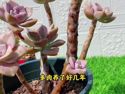 养长光杆子的多肉,千万别再砍头啦!看我简单操作 可以长出好多侧芽!#多肉侧芽 #多肉植物 #养花小知识 #爱生活爱多肉