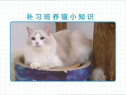 猫咪的屁有多臭?!放屁都会有哪些问题?