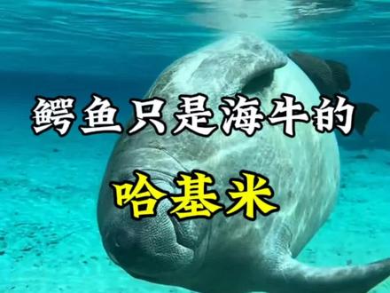 为什么说在弗洛里达洲 能够同鳄鱼相处的只有海牛#海牛 #鳄鱼 为什么说在弗洛里达洲 能够同鳄鱼相处的只有海牛#海牛#鳄鱼