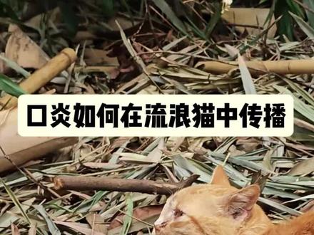 旺叔喂猫日记:口炎是怎样在流浪猫中传播的 口炎是怎样在流浪猫之间传播的呢?
我是旺叔,照常一边喂猫,一边和大家聊聊养猫喂猫的事。
喂猫的朋友都知道,流浪猫患口炎,基本都很难治愈。研究证明,复发性口炎,大多是杯状病毒感染引起的。
我们经常喂猫就会发现,一个地方的流浪猫,只要有一只出现口炎症状,流口水,不吃东西。隔不了多久,就会有其他猫咪也感染口炎。
那么口炎是怎样在流浪猫之间传播的呢?
这是只患有口炎的流浪猫。我在投喂时看到他还能吃东西。但是,大家看到没有?他一边吃猫粮,一边不停的流口水。都流到猫粮里面了。
旺叔一直不主张一次性投喂太多猫粮。除了避免流浪猫聚集,其中也有这个原因。正好这次拍到了,就发给大家看看。
像这样,口炎猫咪的口水里含有大量病毒。他吃完之后,其他流浪猫也来接着吃。不知不觉中,就把杯状病毒吃进体内。一旦他身体虚弱,病毒就会大量繁殖。接着他也就是下一只口炎猫。
所以如果发现口炎猫,最好单独投喂。
我是旺叔,一个每天都会来喂流浪猫的老男人。真心希望每只猫咪都能健康快乐的成长!
#喂猫日记 #流浪猫 #我和流浪猫的故事 #流浪猫救助 #创作灵感