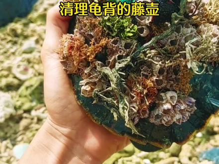 小伙清理乌龟背上的藤壶,密密麻麻的藤壶被清理,解压视频#藤壶 #清理藤壶解压 #神奇动物在抖音