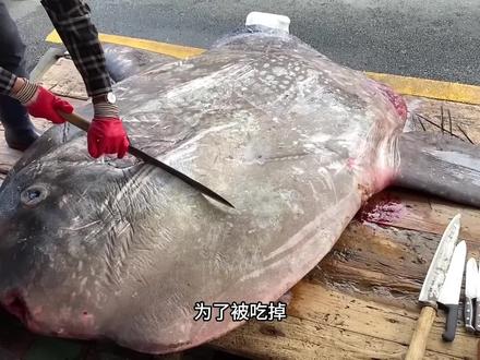 街头翻车鱼切割,刀工流畅出神入化,搭配酱料煮熟,做成似面非面的海味大餐,滋味嫩滑鲜甜#抖音美食推荐官 #刀工 #美食vlog #翻车鱼 #街头美食