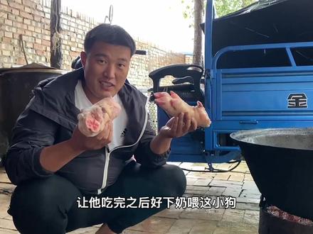 55买两猪蹄给罗威纳开小灶,艾米吃完真下奶,小狗吃奶多到往外喷