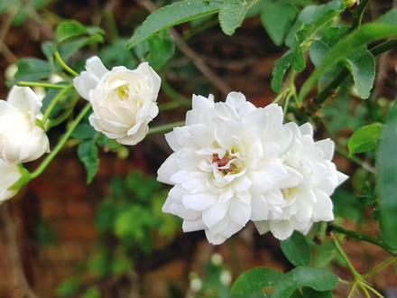 又是木香绽放时!优点和缺点都很多,看看适不适合你种