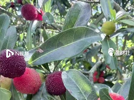 杨梅还能放心吃吗?种植户、监管、生鲜电商、商超发声 #广州市监局回应杨梅安全问题 #多方回应杨梅产地及销售情况 #杨梅种植户说不会搞砸自己饭碗 【杨梅还能放心吃吗?种植户、监管、生鲜电商、商超发声】
近日,杨梅行业面临信任危机。国内多地杨梅种植户纷纷发视频自证“我家杨梅没打药”。
南都·湾财社记者连日走访发现,多个连锁品牌门店或电商平台对杨梅品类均加上“不泡药”或“不使用甜味剂防腐剂”的标注。
在采访中,钱大妈、永辉超市、永旺广东等多个连锁超市品牌回应称没有销售涉事杨梅。
广州从化的谭敏(化名)表示,30多年前她家就从浙江引进杨梅的果苗种植,如今这几十棵杨梅树已成为家里一年重要的收入来源。她说,自家没有用药,称“不会搞砸自己的饭碗”。
5月22日,广州市市场监管局回应南都·湾财社记者称,该局已关注到相关报道情况,并着力加强日常监管,切实保障市民群众“舌尖上的安全”。
