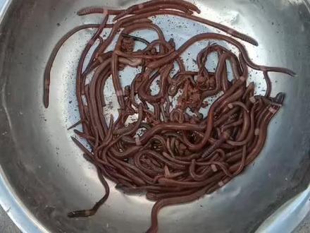 #蚯蚓加秘制饵料 粉丝们看清楚了没 只要你们那有货 就按我教你们的方法 保证上百分之九十以上 我也是刚学不久 什么饵料我都试过 唯独只有这个饵料好 放地笼去了……