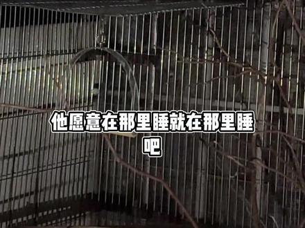 受气包钱多多#鹦鹉#鹦鹉鹦鹉萌萌哒逗鹦鹉 #内容太过真实 #鸟 #养鸟日常