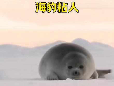 威德尔海豹,一只努力生活的海豹#威德尔海豹#动物科普#动物解说