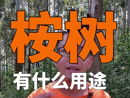 桉树全身是宝#桉树