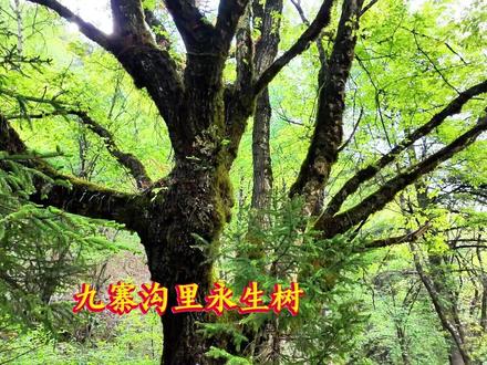 泥巴的西行纪实篇(14)九寨沟里永生树 #九寨沟 #阿坝风景 #老兵自驾游 #退休老人自驾游