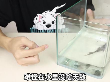 把清道夫放消毒液里,会变成紫色吗? #清道夫 #测试 #实验