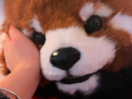 小熊猫说“跟我回家”🎄#惊喜礼物 #兽装 #小熊猫#情侣