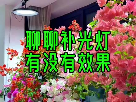 三角梅进屋要不要用补光灯,有没有效果,爱养花爱分享