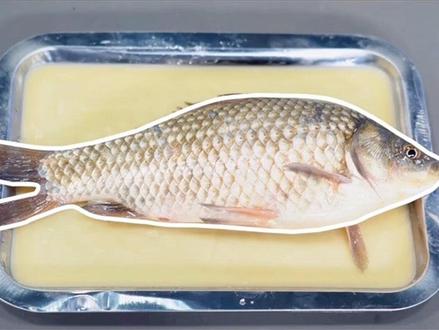 七上生物苏教版 观察鲫鱼的主要特征