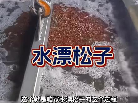 #抖音美食推荐官 #松子 #制作过程 #水漂松子 #野生松子 为啥说咱家的松子基本吃不到空壳