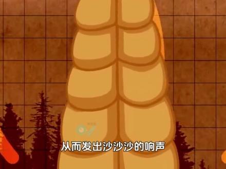 响尾蛇尾巴为什么发出“沙沙沙”的响声 #知识科普 #响尾蛇