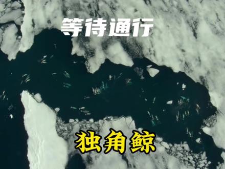 独角鲸等待通行去北极#海洋生物 #神奇动物