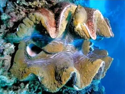 #神奇动物在抖音 #视觉艺术 #海洋生物 #海底世界 #抖音自然 #贝壳收藏 超级大贝壳 江珧 带子 超大牡蛎 最大的贝壳 十大双壳类