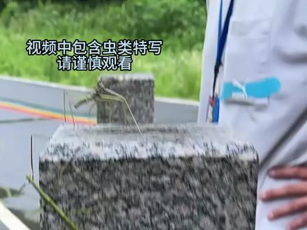 拜访南京老山,遇到竹节虫开大会! #自然奇境科普季