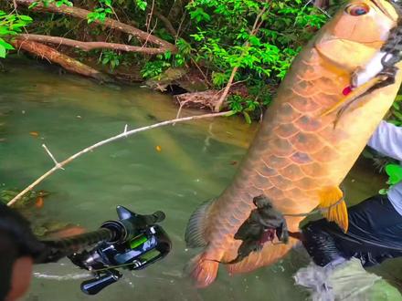 没想到青龙刚刚放流,就带朋友首次解锁龙鱼,真爽啊!!!#上鱼 #路亚龙鱼#野钓