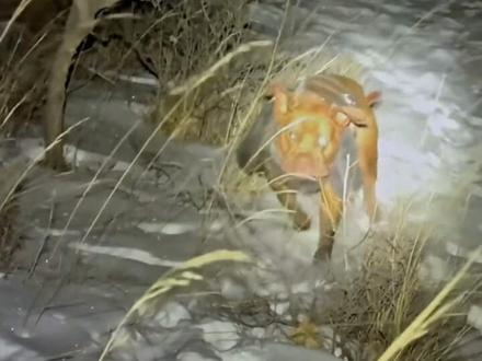 最喜欢陕北狼牙龙队说 别挂等坦克!!! 这次再也等不到坦克了 #陕北狼牙护农队 #陕北狼牙坦克 #野猪