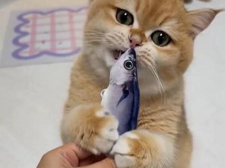 有了这个电动小鱼陪猫咪玩!自己在家一天也不无聊啦,新鲜感满满一直很爱玩#猫咪#萌宠好物#新手养猫#猫咪玩具