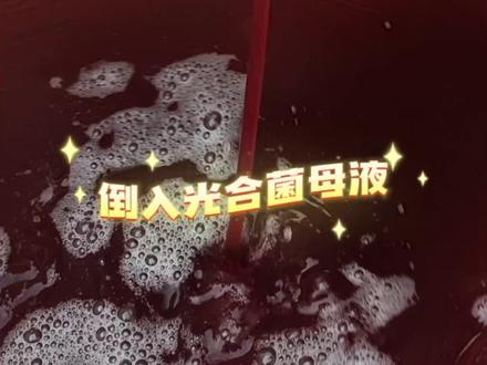 自己动手扩培拉丝光合细菌,,,#养殖 #三农 #光合细菌 #光合细菌培养基 #蓝藻