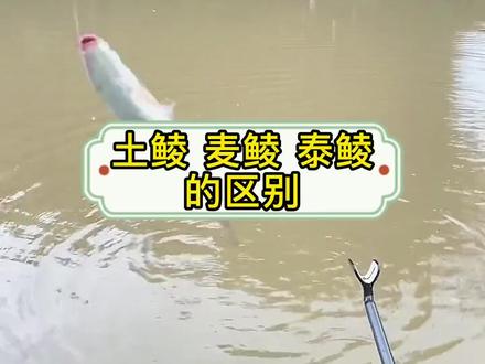 鲮鱼的品种分类主要以土鲮、麦鲮、泰鲮这三种,其的区别细节你知道怎么区分吗?#钓鱼知识 #钓鱼教学 #钓土鲮 @DOU+小助手 #野钓