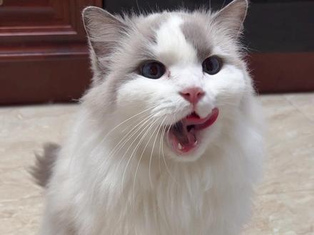 那个.. 这能算我们挑战成功吗.. #萝卜纸巾 #布偶猫 #翘念