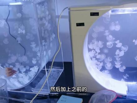 水母新手一定要看!水母拿回家都不动了怎么处理#水母 #摆摊