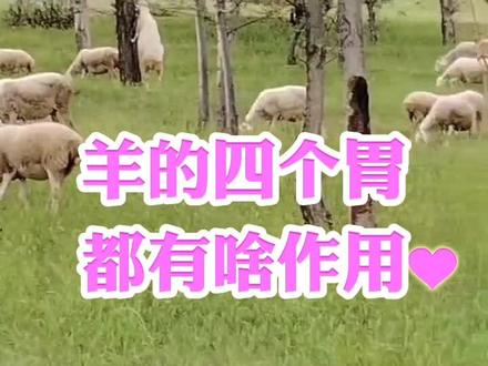 羊的四个胃都有啥作用#新手养羊攻略 #每天分享牛羊养殖小知识 @抖音创作者中心