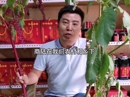 你知道商陆的区别吗#植物让生活更美好 #有生命的宝藏 #长寿秘诀 #李太公养生酒