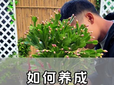 通过嫁接,把蟹爪兰养成树#蟹爪兰 #花卉绿植 #分享养花经验